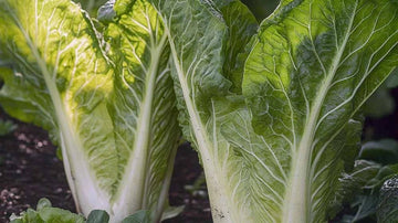 Kinakål frø - Blomea.no