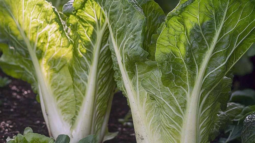 Kinakål frø - Blomea.no