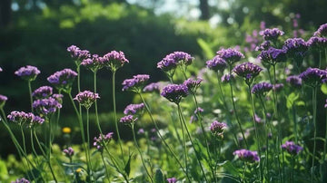 Kjempeverbena frø - Blomea.no