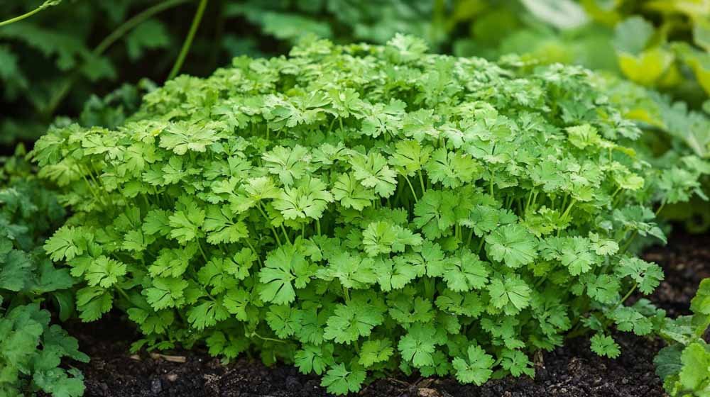 Kjørvel frø - Blomea.no