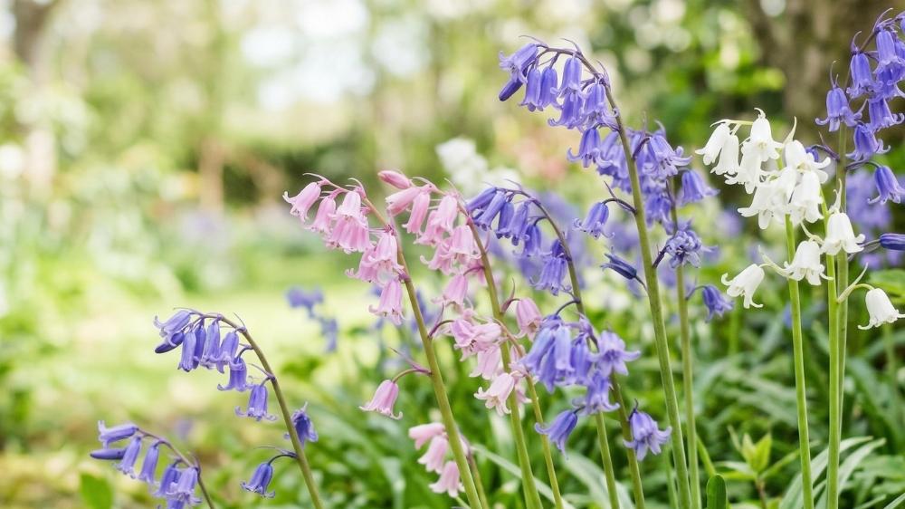 Klokkeblåstjerne - Blomea.no