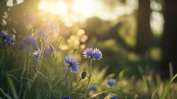 Kornblomst frø - Blomea.no