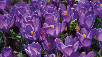 Krokus