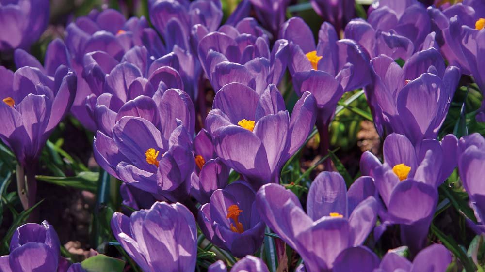 Krokus