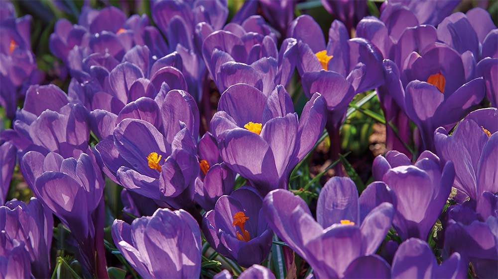 Lilla vårblomster