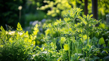 Løpstikke frø - Blomea.no