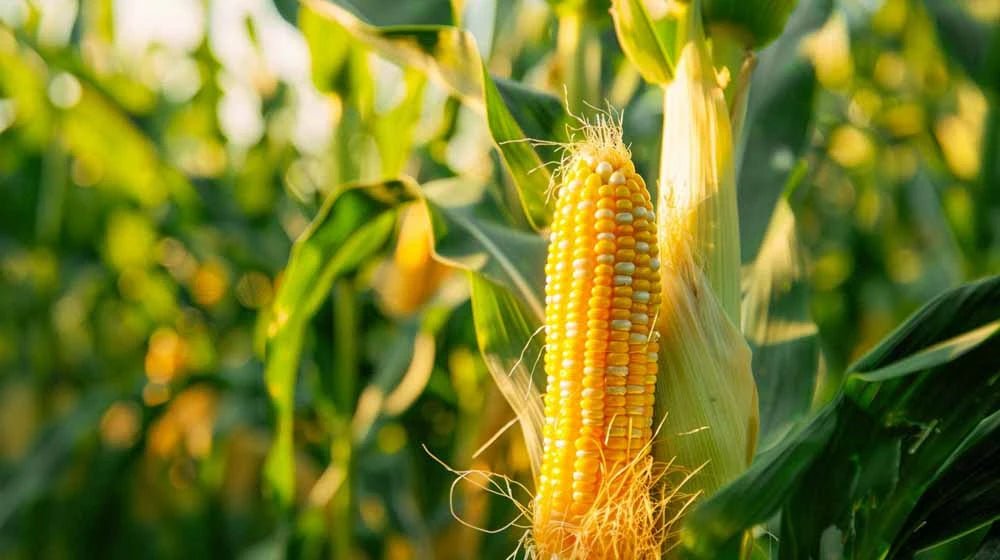 Mais frø - Blomea.no