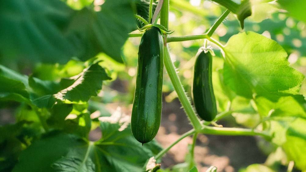 Miniagurk frø - Blomea.no