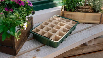 [Onion 10] - Blomea.no