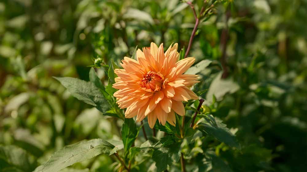 Oransje georginer