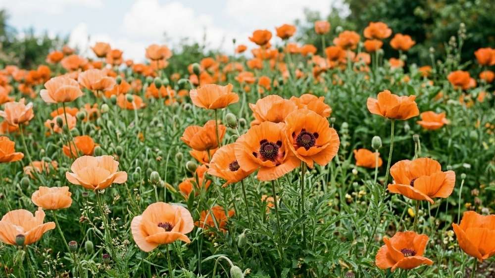 Oransje valmuer - Blomea.no