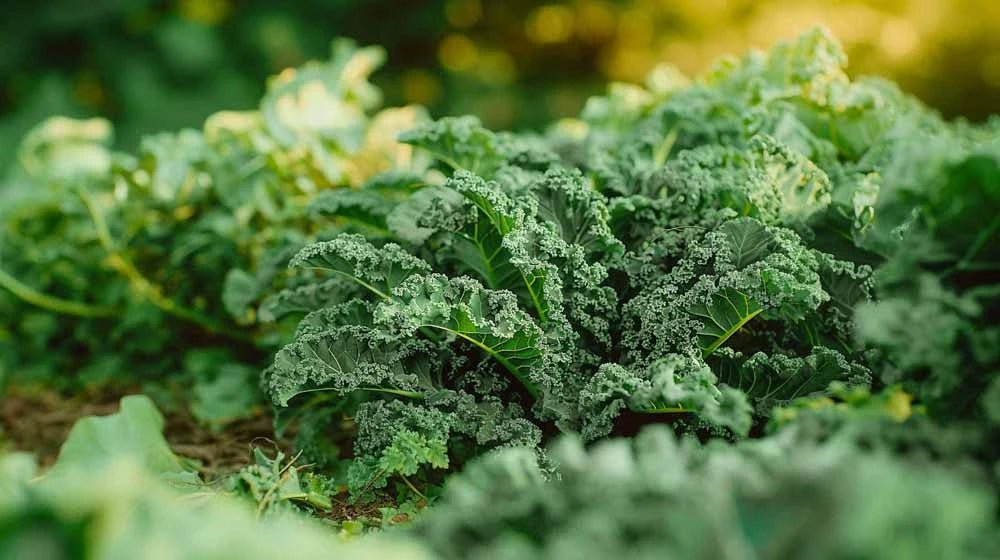 Palmekål frø - Blomea.no