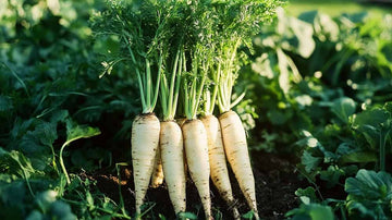 Pastinakk frø - Blomea.no