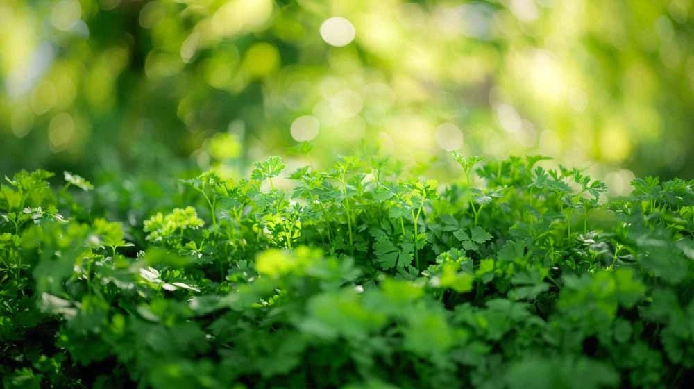 Persille frø - Blomea.no