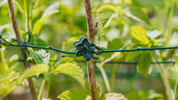 Planteklips - Blomea.no