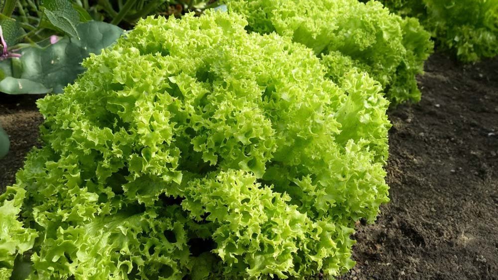 Plukksalat frø - Blomea.no