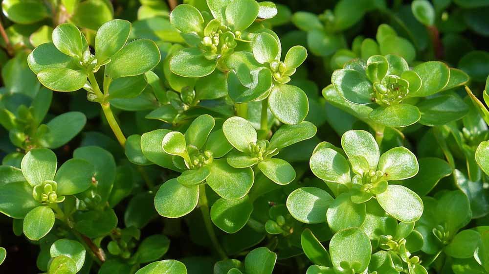 Portulakk frø - Blomea.no