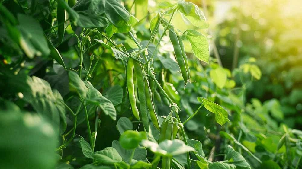 Prydbønne frø - Blomea.no