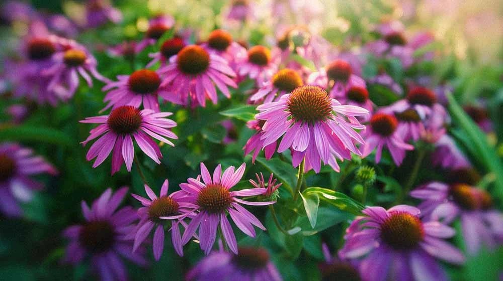 Purpursolhatt frø - Blomea.no