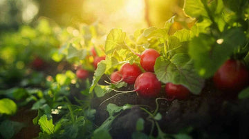 Reddik frø - Blomea.no