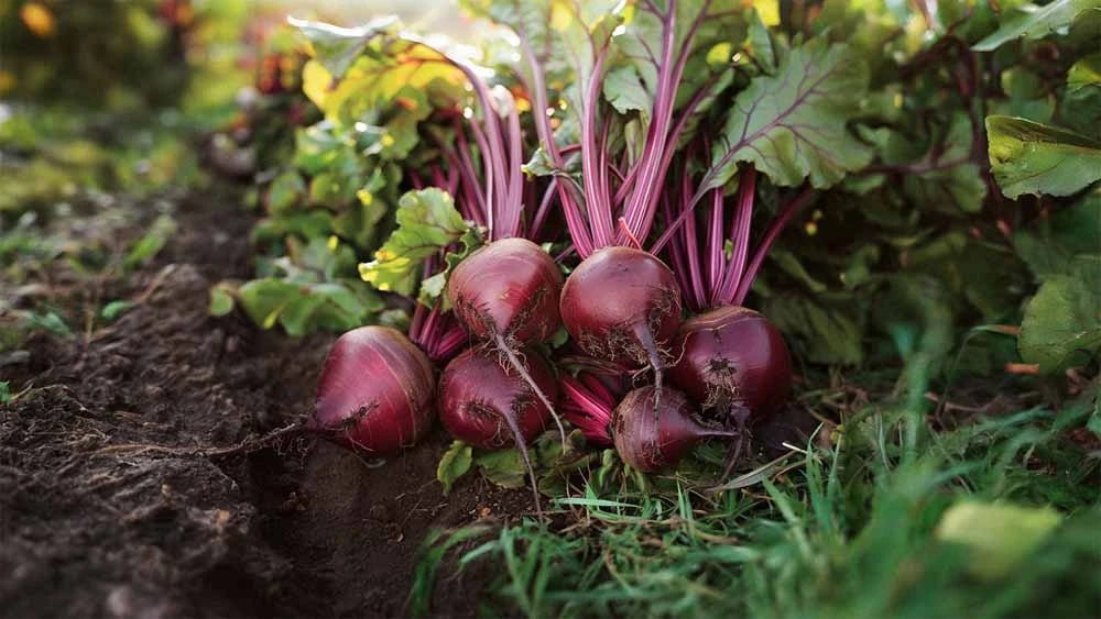 Rødbete frø - Blomea.no