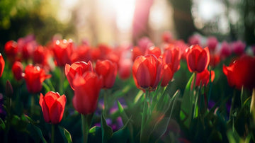 Røde tulipaner