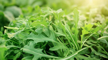 Ruccola frø - Blomea.no