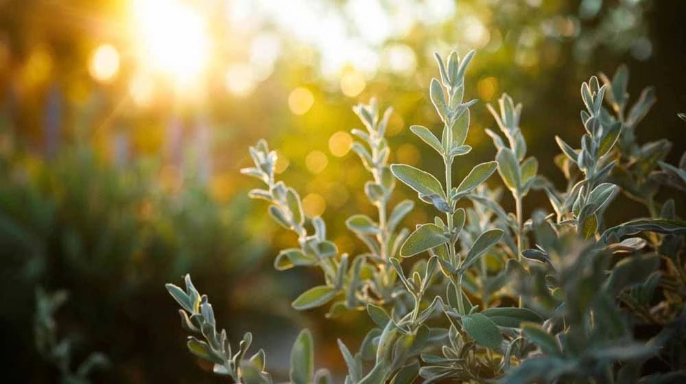 Salvie frø - Blomea.no