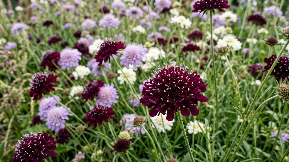 Scabiosa frø - Blomea.no