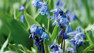 Scilla