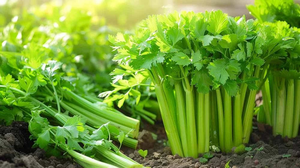 Sellerifrø - Blomea.no