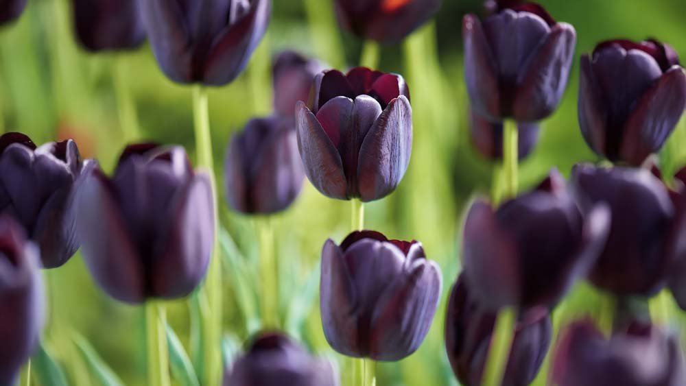 Sene tulipaner