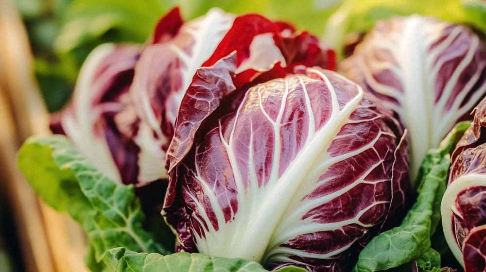 Sikorisalat frø - Blomea.no