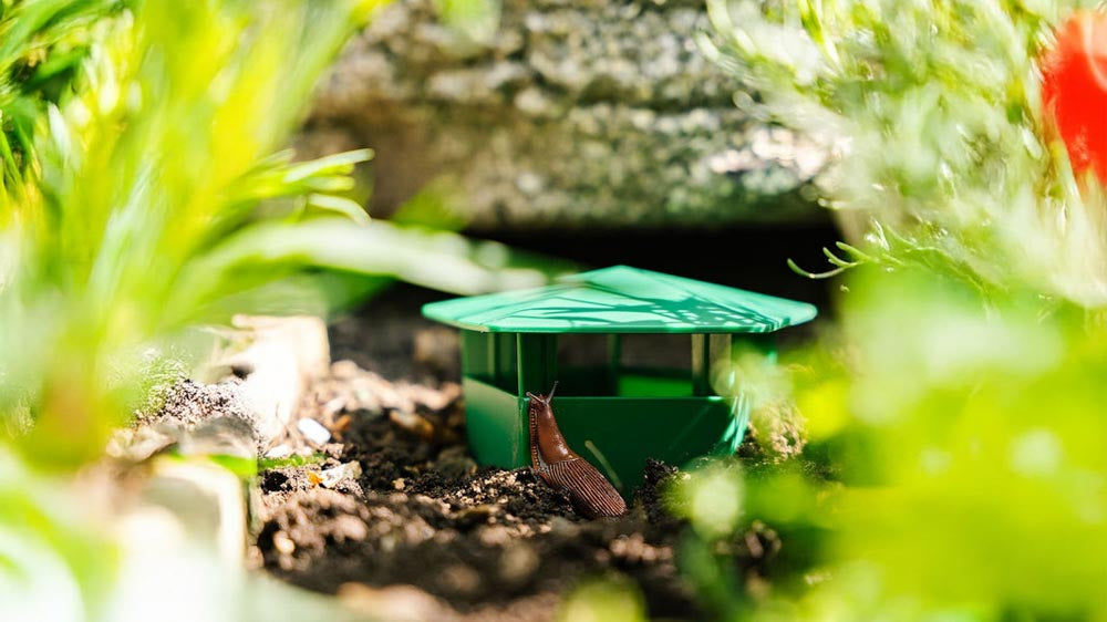 Sneglefeller - Blomea.no