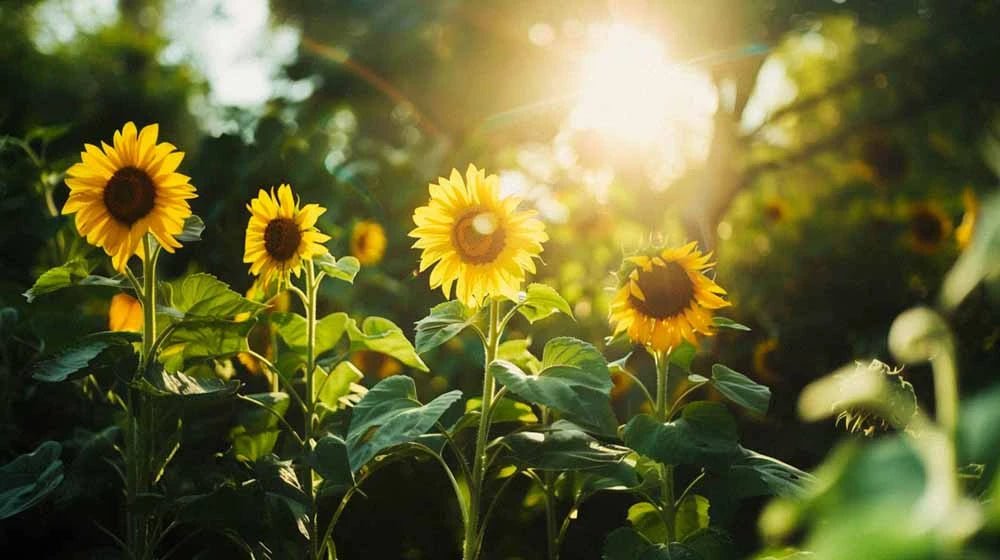 Solsikke frø - Blomea.no