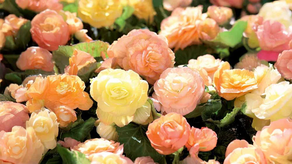 Sommerblomster
