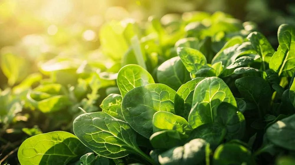 Spinat frø - Blomea.no