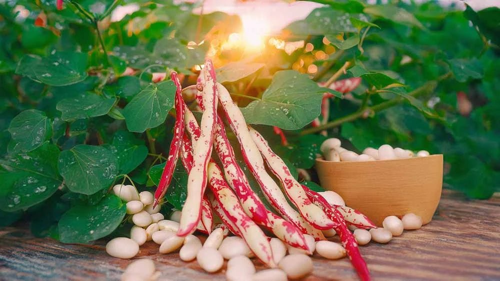 Stangbønner frø - Blomea.no