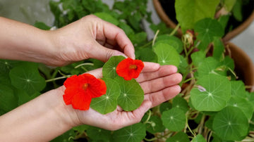 Stell av blomster - Blomea.no