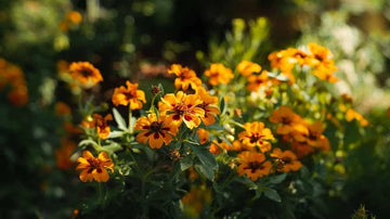 Tagetes frø - Blomea.no