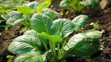 Tatsoikål frø - Blomea.no