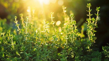 Timian frø - Blomea.no