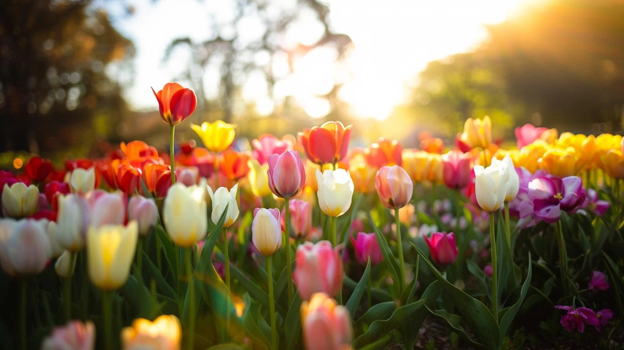 Tulipaner