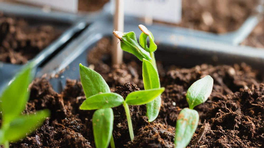 Vekstlys - Blomea.no