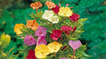 Mirakelblomst