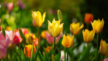 Villtulipaner