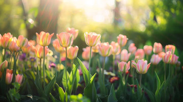 Viridiflora tulipaner