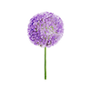 Vårblomster