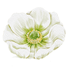 Vårblomster