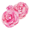 Begonia